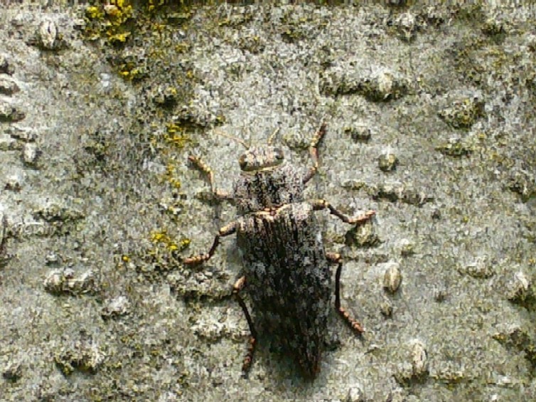 Dicerca alni (Coleoptera, Buprestidae)