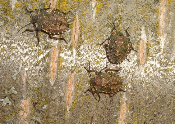 Neanidi e Ninfe di Pentatoma rufipes (Heteroptera)