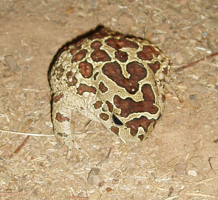 Bufo del Marocco Sclerophrys mauritanica