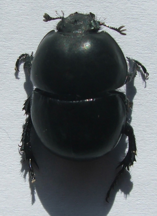Jekelius intermedius (Coleoptera, Geotrupidae)
