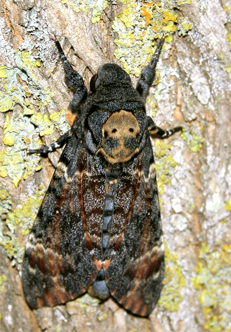 Acherontia atropos