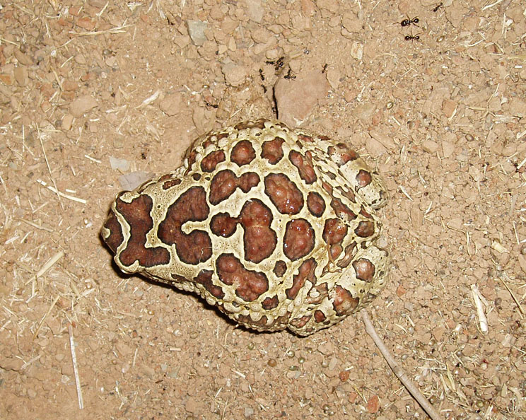 Bufo del Marocco Sclerophrys mauritanica