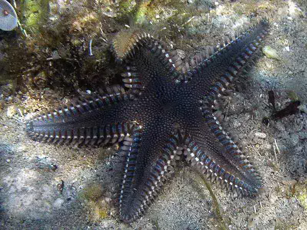 Astropecten platyacanthus (Philippi, 1837)