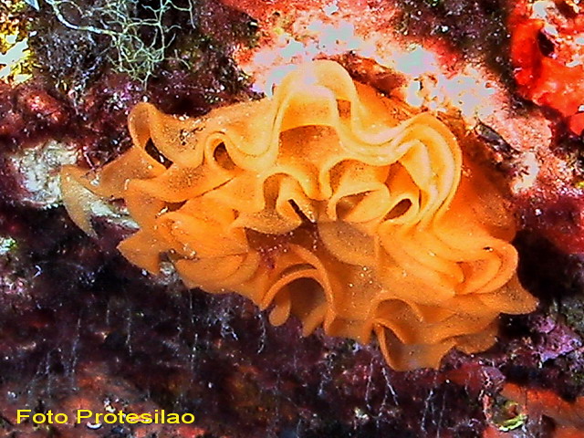 Peltodoris atromaculata