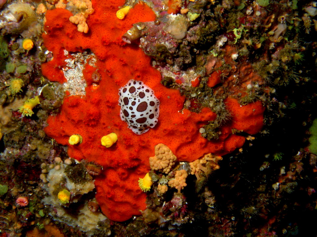 Peltodoris atromaculata