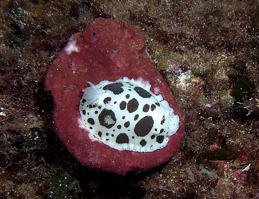 Peltodoris atromaculata