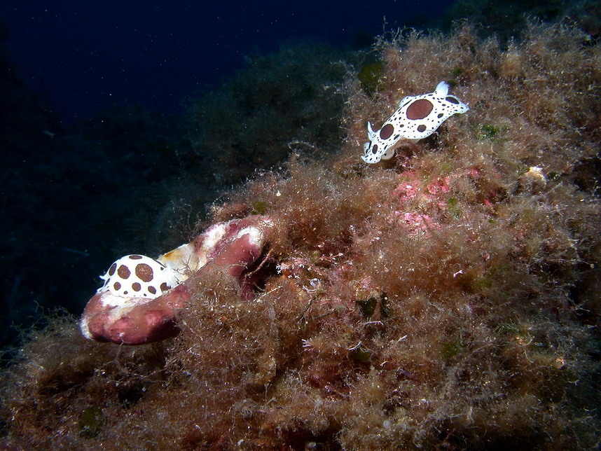 Peltodoris atromaculata