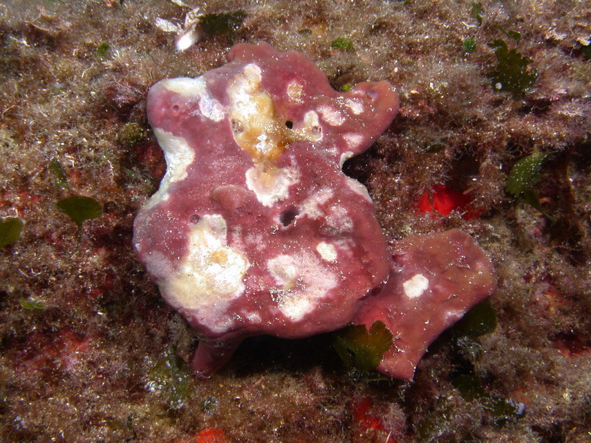 Peltodoris atromaculata