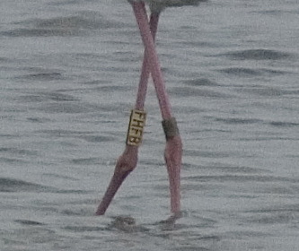 fenicottero (giovane) - Phoenicopterus ruber