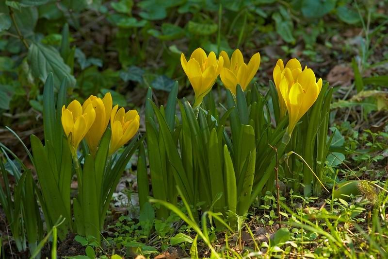 Sternbergia lutea / Zafferanastro giallo