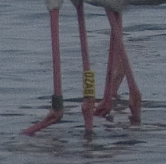 fenicottero (giovane) - Phoenicopterus ruber