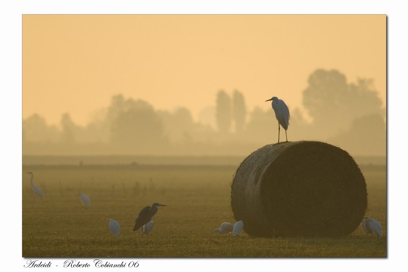 pout pourri di ardeidi all''alba