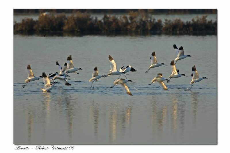 Avocette - Recurvirostra avosetta