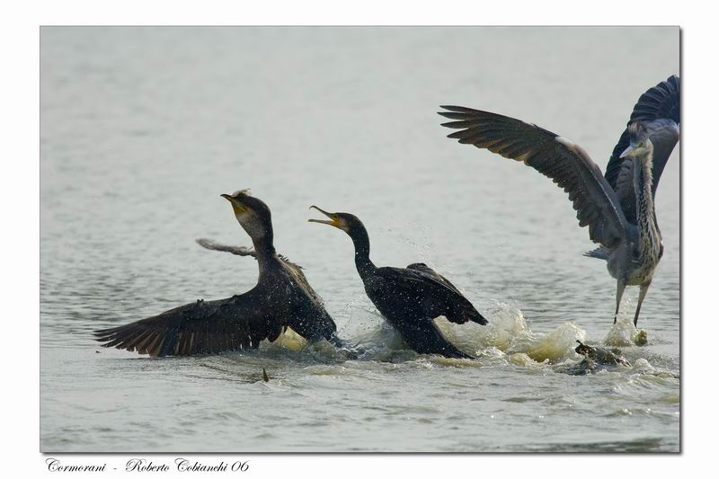 Cormorani - Phalacrocorax carbo