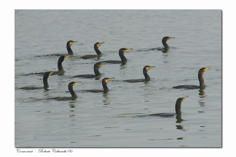 Cormorani - Phalacrocorax carbo