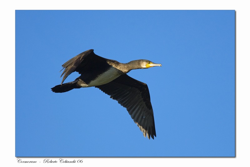 Cormorani - Phalacrocorax carbo