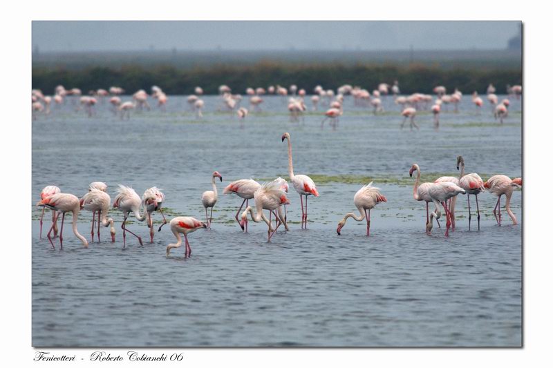 fenicottero (giovane) - Phoenicopterus ruber