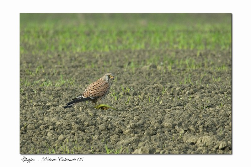 Gheppio - Falco tinnunculus