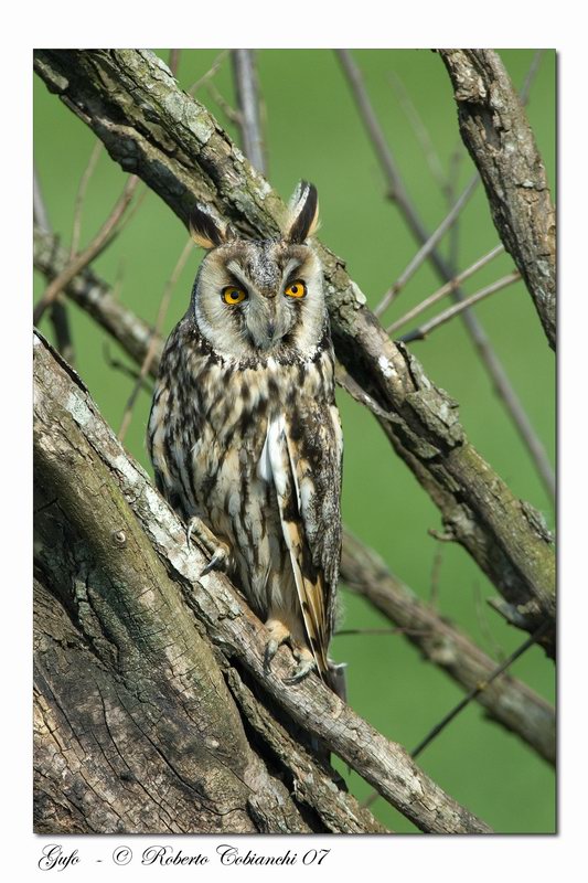 Roost gufi in pericolo ad Ostellato (Fe)