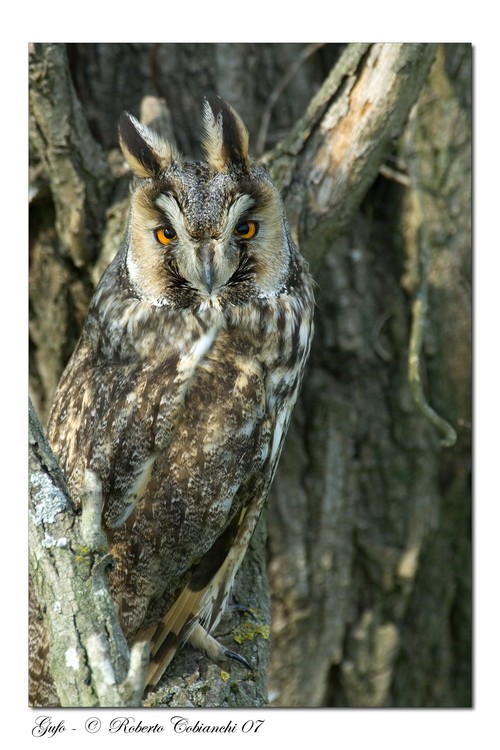 Gufo comune - Asio otus
