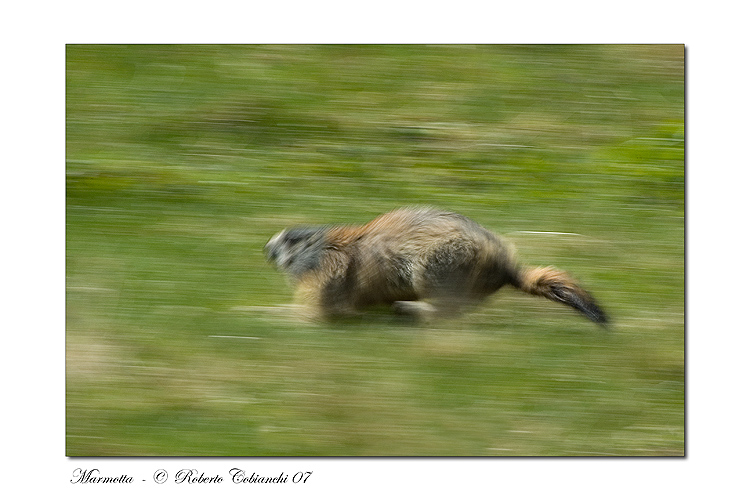 Incontro Ravvicinatissimo - Marmota marmota