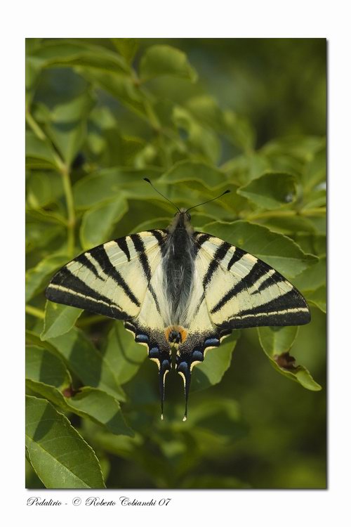 podalirio - Iphiclides podalirius