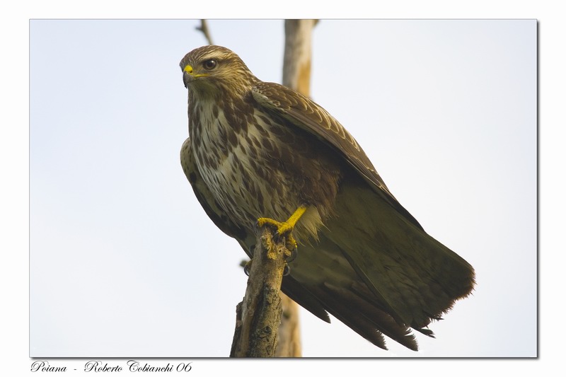 Poiana - Buteo buteo