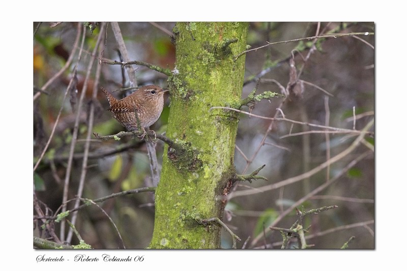 scricciolo-troglodytes troglodytes