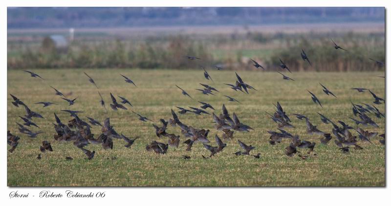 storno - Sturnus vulgaris