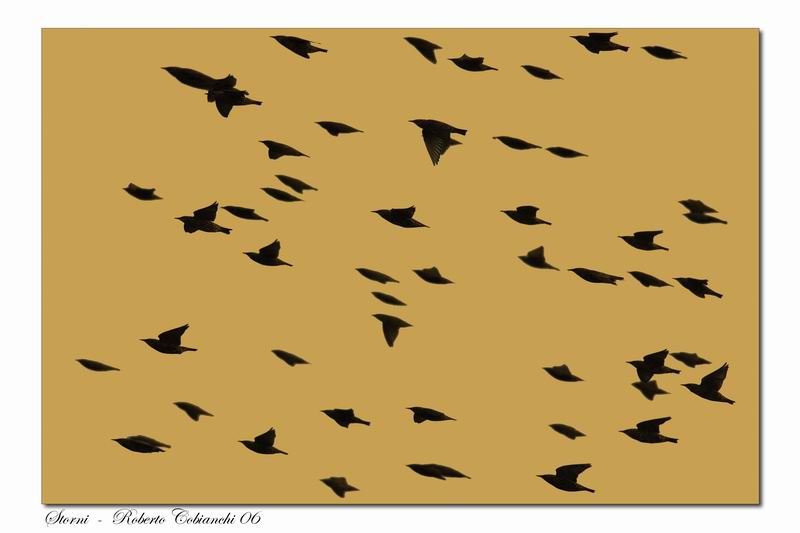 storno - Sturnus vulgaris