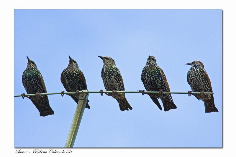 storno - Sturnus vulgaris