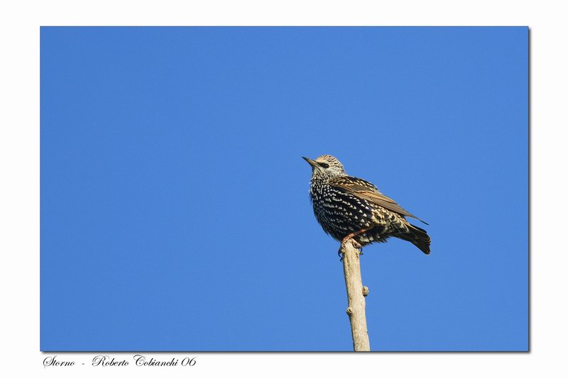 storno - Sturnus vulgaris