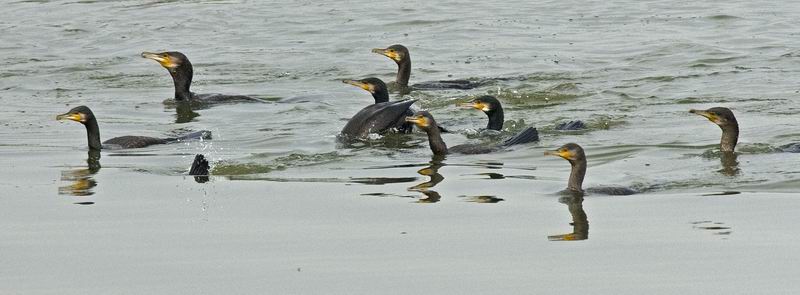 Cormorani - Phalacrocorax carbo