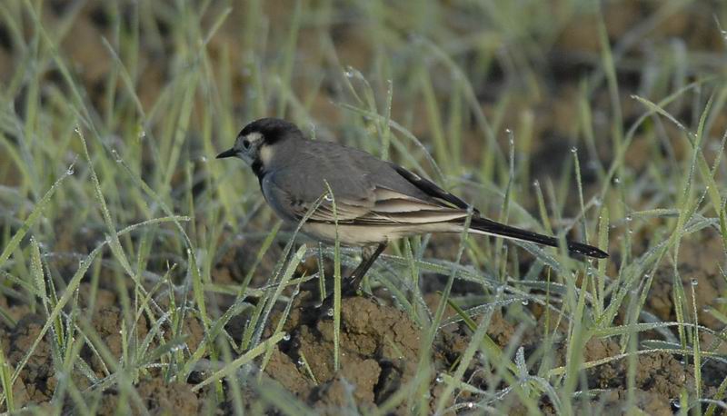 ballerina bianca - Motacilla alba