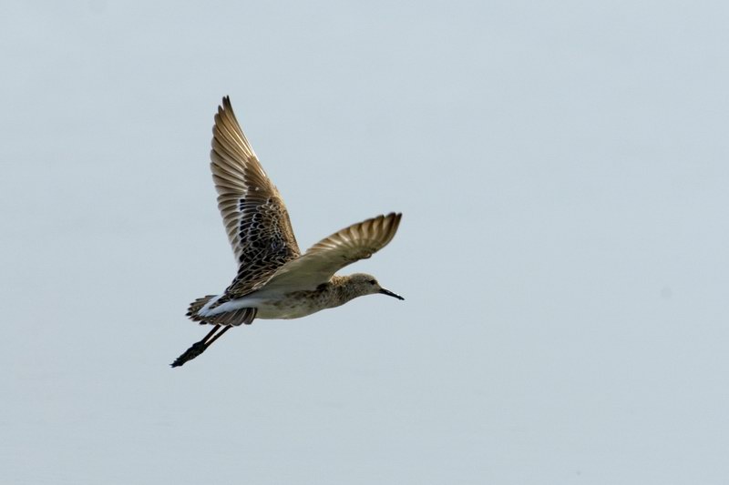 Combattente Philomachus pugnax