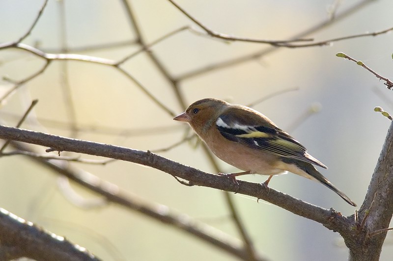 Fringuello -  Fringilla coelebs