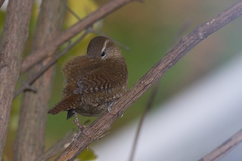 scricciolo-troglodytes troglodytes