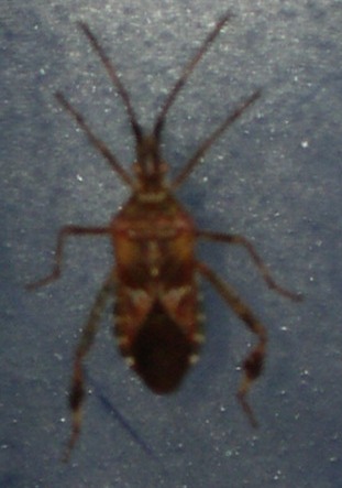 Leptoglossus occidentalis