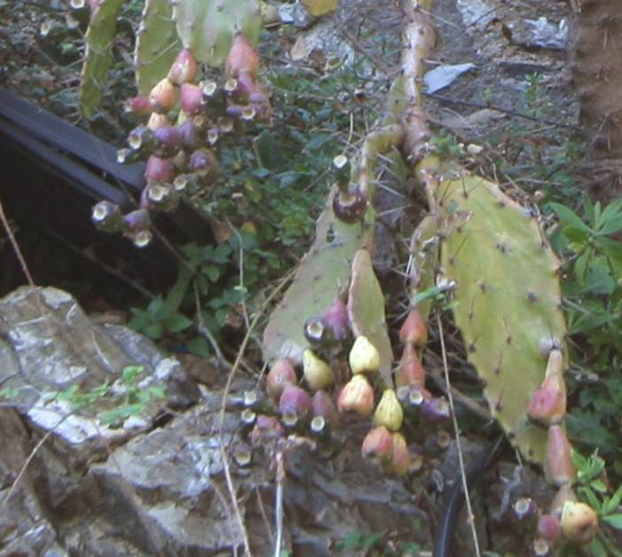 Quale Opuntia � questa?