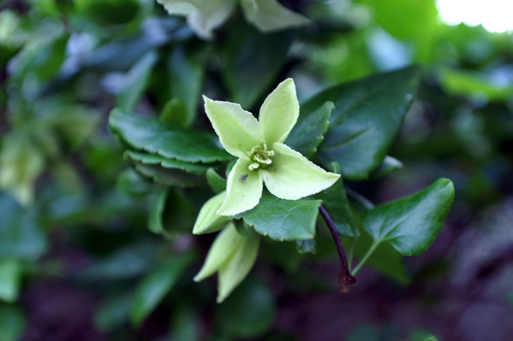 Clematis cirrhosa / Clematide cirrosa