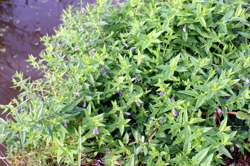 Scutellaria galericulata / Scutellaria palustre