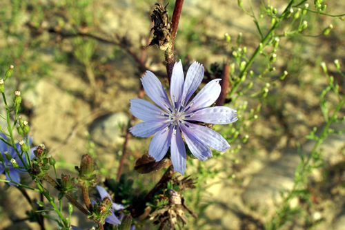 Cichorium intybus / Cicoria comune