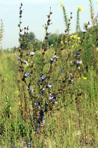 Cichorium intybus / Cicoria comune
