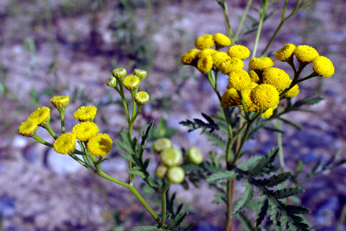 Tanacetum vulgare / Erba amara selvatica