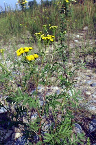 Tanacetum vulgare / Erba amara selvatica
