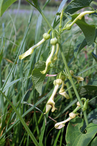 Aristolochia clematitis / Aristolochia clematite