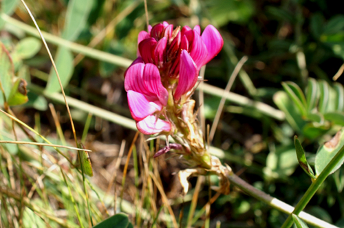 Onobrychis viciifolia