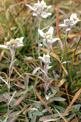 Leontopodium alpinum / Stella alpina