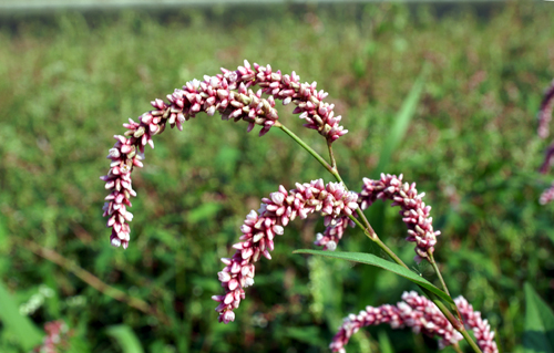 Spighe bianche, spighe rosa - Persicaria sp.