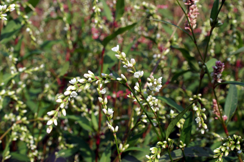 Spighe bianche, spighe rosa - Persicaria sp.